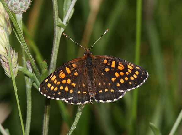 False Heath Fritillary