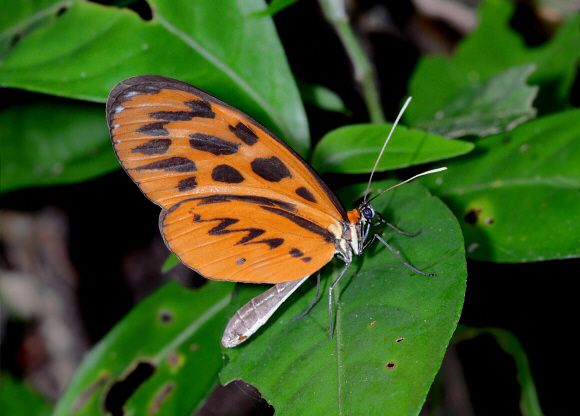 Olivencia Tigerwing