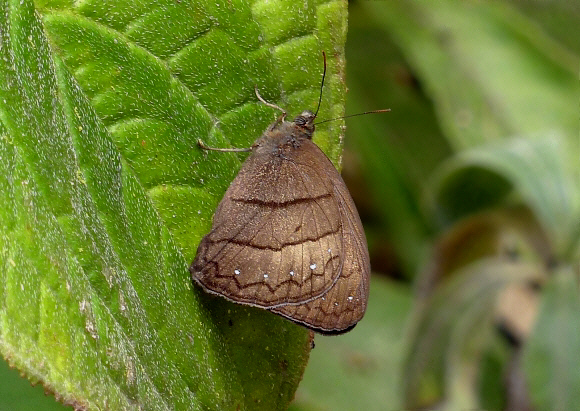 Plain Ringlet