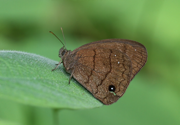 White-dotted Ringlet