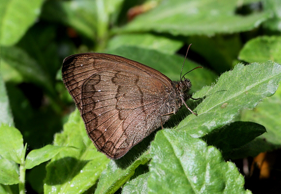 Pallid Ringlet