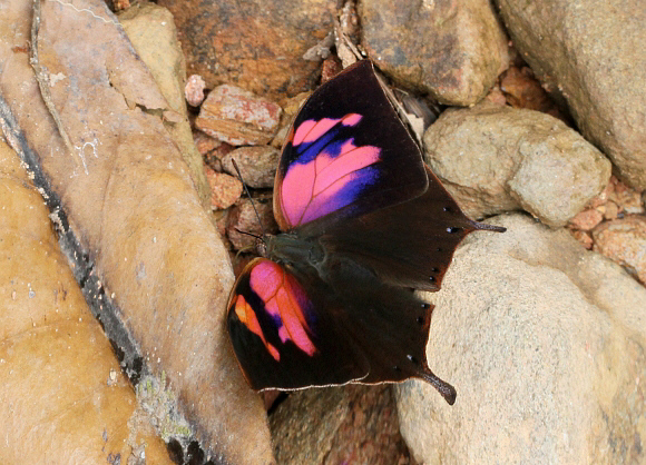 Fountainea nessus, Tatama NP, Colombia - Adrian Hoskins