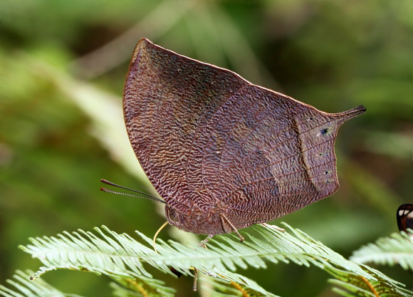 Fountainea nessus, Tatama NP, Colombia - Adrian Hoskins