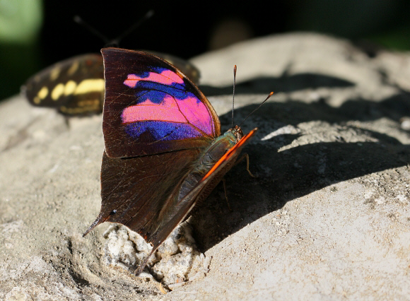 Fountainea nessus, Satipo, Peru - Adrian Hoskins