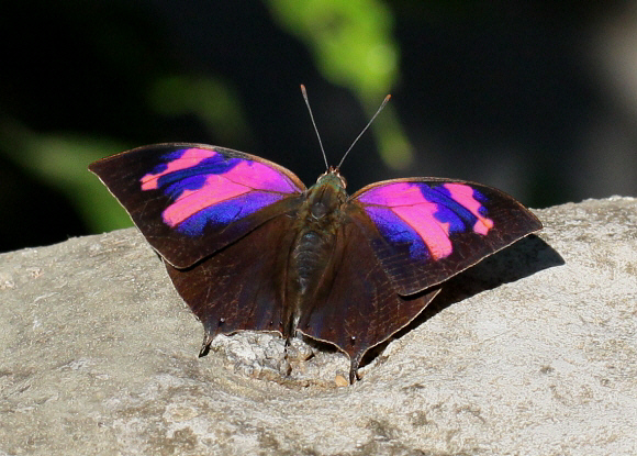 Superb Leafwing