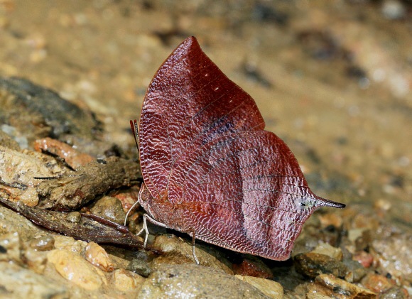 Fountainea%20nobilis%202024 001a - Learn Butterflies