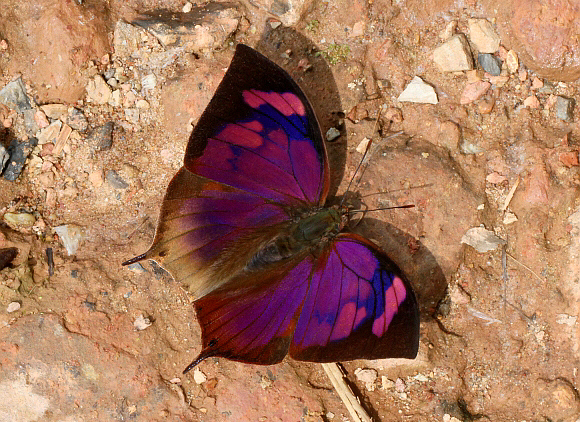 Fountainea%20nobilis%20pacifica%202797 002b - Learn Butterflies