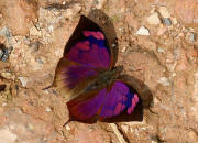 Fountainea%20nobilis%20pacifica%202797 002b small - Learn Butterflies