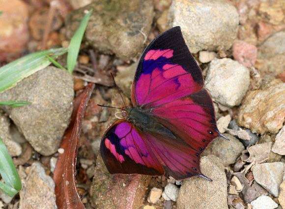 Fountainea%20nobilis%20pacifica%203218 002b - Learn Butterflies