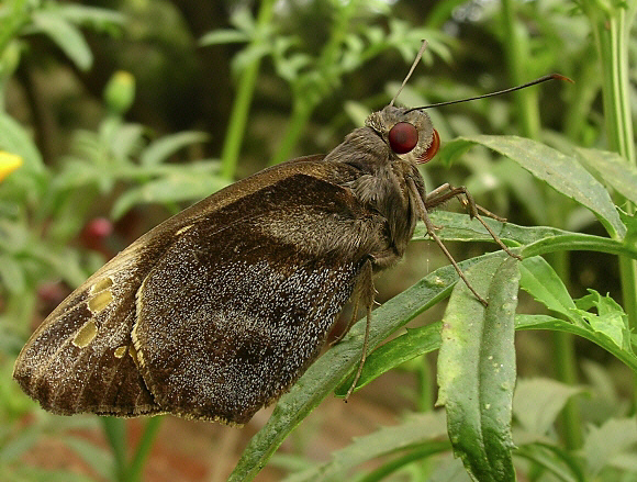 Giant Red-eye