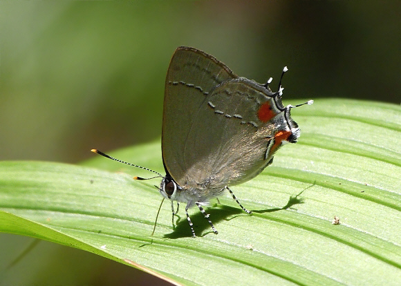 Gargina emessa, Rio Claro, Colombia – Les Catchick