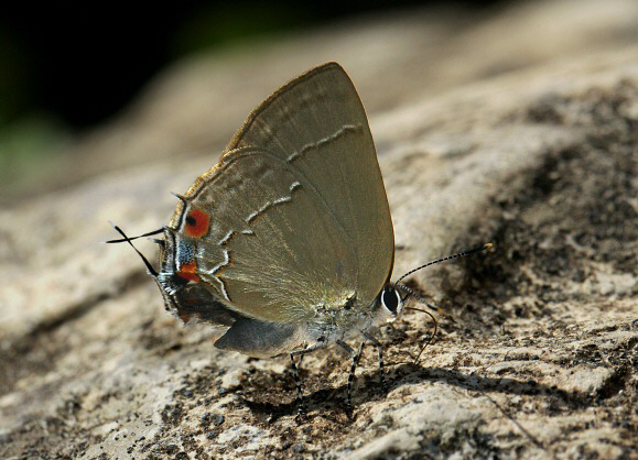 Gargophia Hairstreak