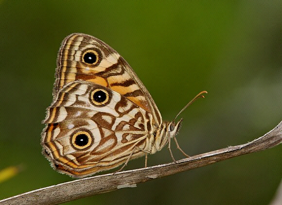 Eastern Ringed Xenica