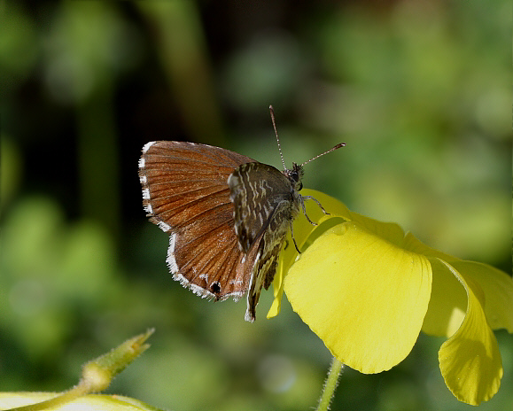 Geranium%20Bronze%20%20ups%20PBJ001a - Learn Butterflies