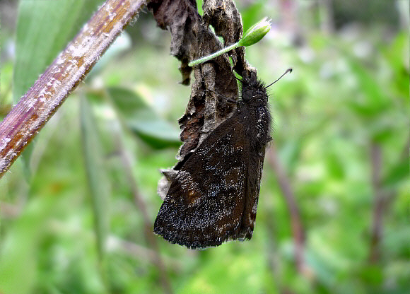 Impostor Duskywing