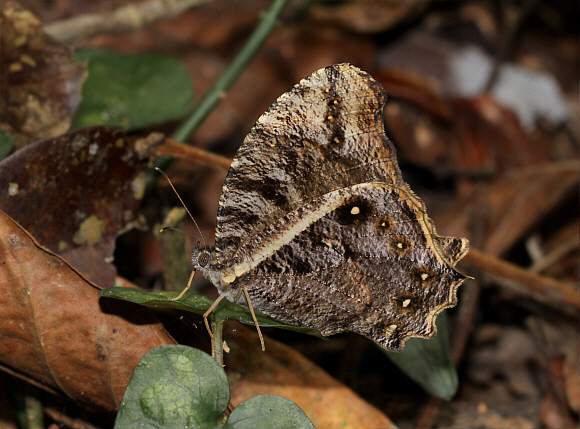 Gnophodes betsimena, Bobiri forest, Ghana – Adrian Hoskins