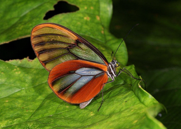 Dazzling Glasswing