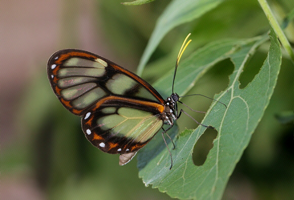 Zavaleta Glasswing