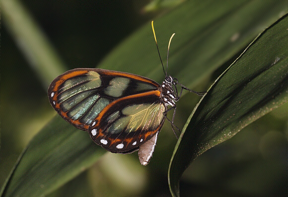 Godyris zavaleta telesilla, Tingo Maria, Peru - Adrian Hoskins