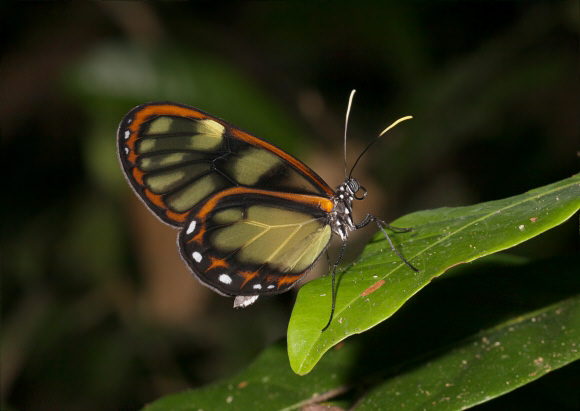 Godyris zavaleta telesilla, Satipo, Peru - Adrian Hoskins