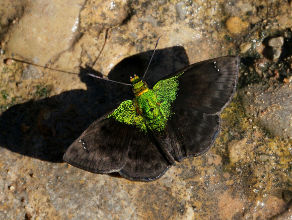 Green-shouldered Sootywing