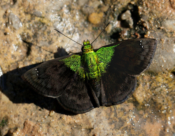 Gorgopas trochilus, male, Satipo, Peru - Adrian Hoskins