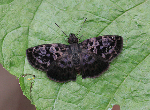 Gorgythion begga pyralina, Rio Pindayo, Peru - Adrian Hoskins