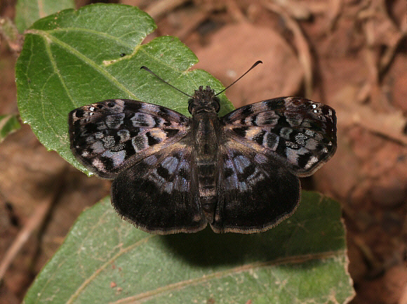 Pyralina Skipper