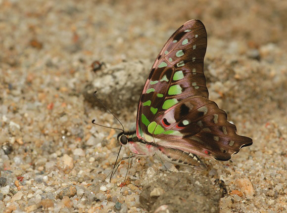 Tailed Jay