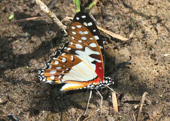 Graphium angolanus, Wli Falls, Ghana