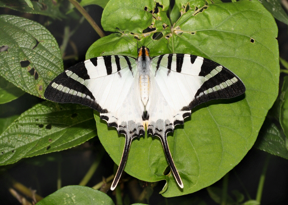 Graphium antiphates, Ultapani, Assam, India - Adrian Hoskins