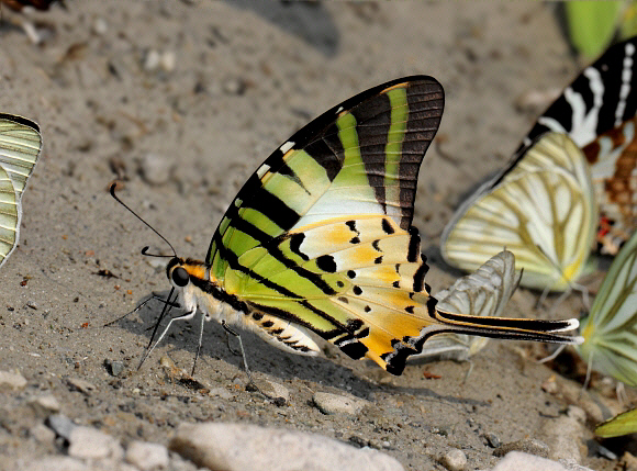 Graphium antiphates, Buxa, West Bengal, India - Adrian Hoskins