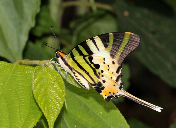 Five-bar Swordtail