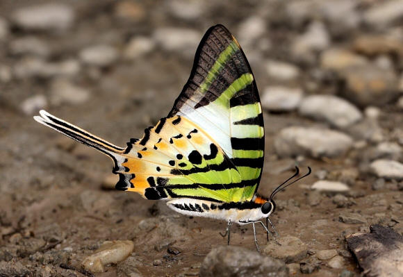 Graphium antiphates, Ultapani, Assam, India - Adrian Hoskins