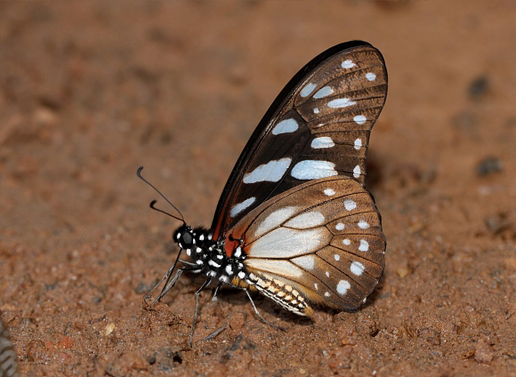 Graphium leonidas, Bobiri, Ghana