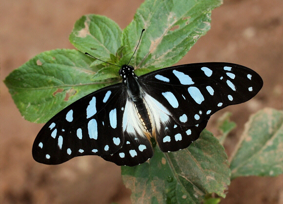 Leonidas Swallowtail