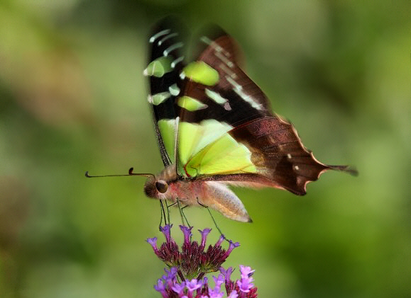 Macleay’s Swallowtail