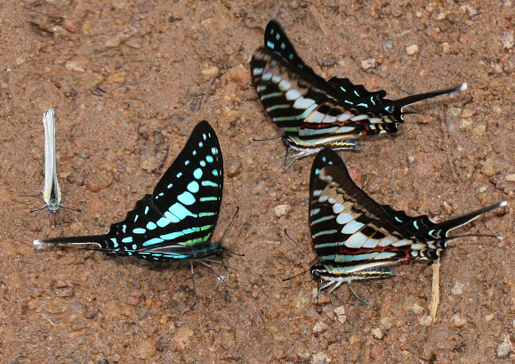 Graphium policenes, Bobiri, Ghana