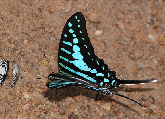 Graphium policenes male, Bobiri, Ghana