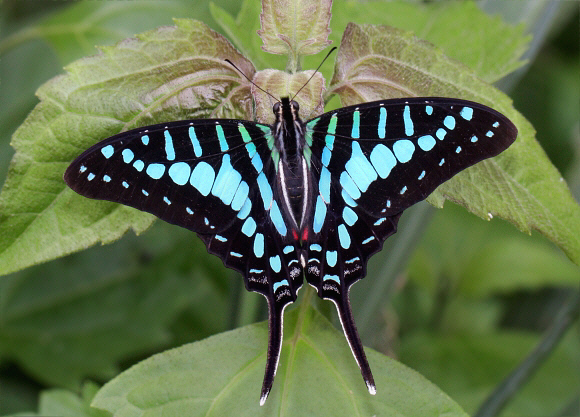 Turquoise-spotted Swordtail