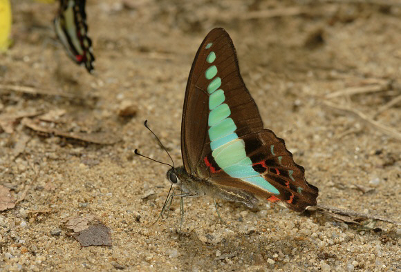 Common Bluebottle