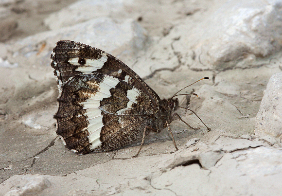 Great Banded Grayling