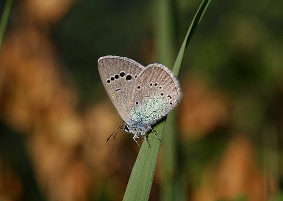 Green-underside Blue