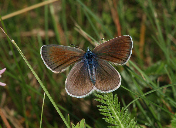 Green underside%20Blue%20upsPBJ001a - Learn Butterflies