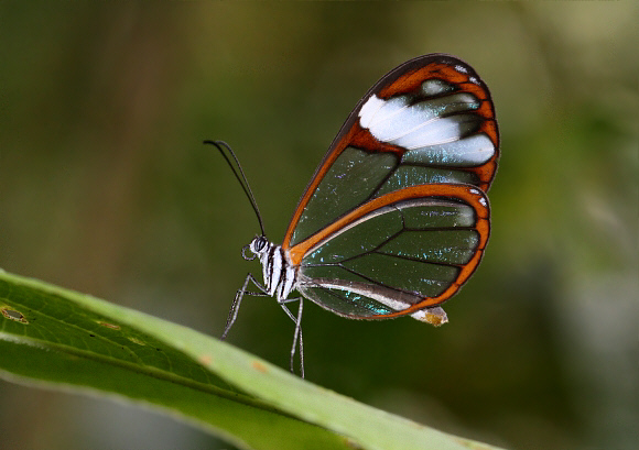 Andromica Glasswing