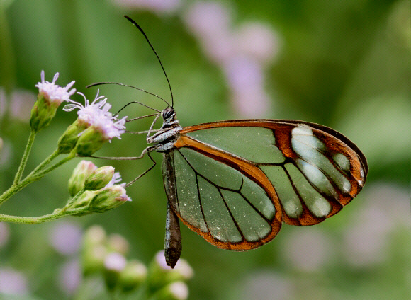 Greta andromica andina, Rio Kosnipata valley, Peru - Adrian Hoskins