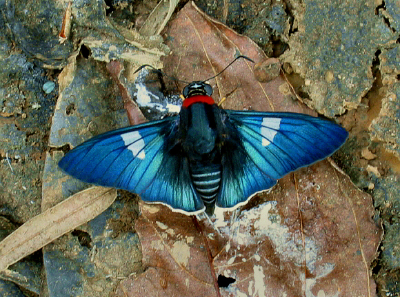 Ruby-collared Sapphire