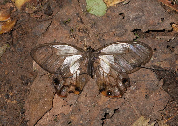 Haetera piera, Rio Shima, Satipo, Peru - Adrian Hoskins