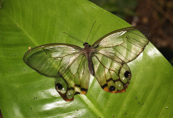 Haetera piera, Rio Shima, Satipo, Peru - Adrian Hoskins