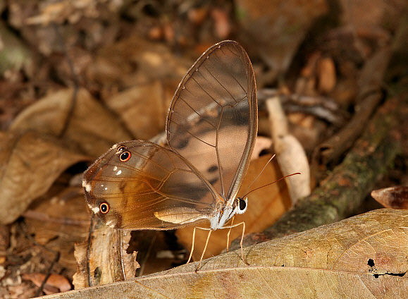 Amber Phantom